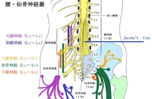 ｅｄを解消する方法について 健康オタクの生活習慣日記